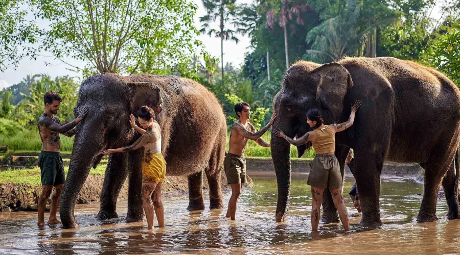 Elephant-Mud-Fun-2