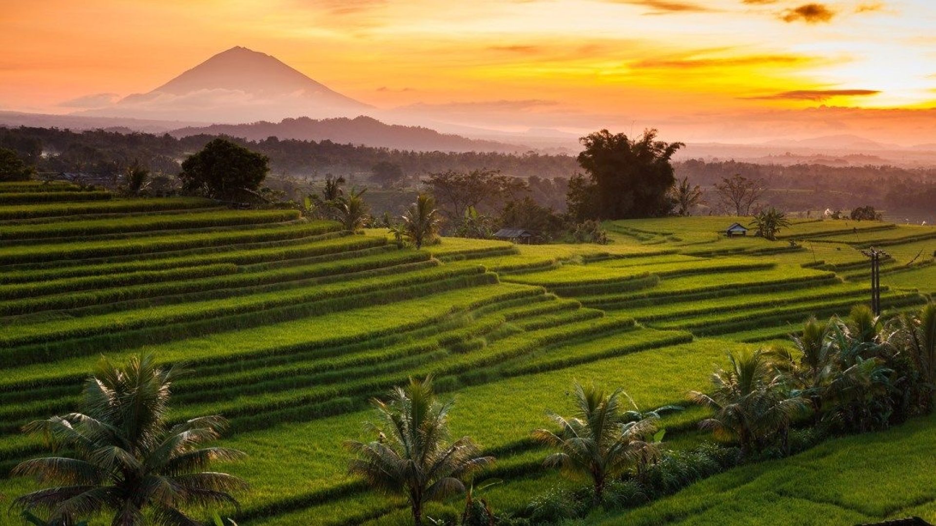 tegalalang Rice Terrace