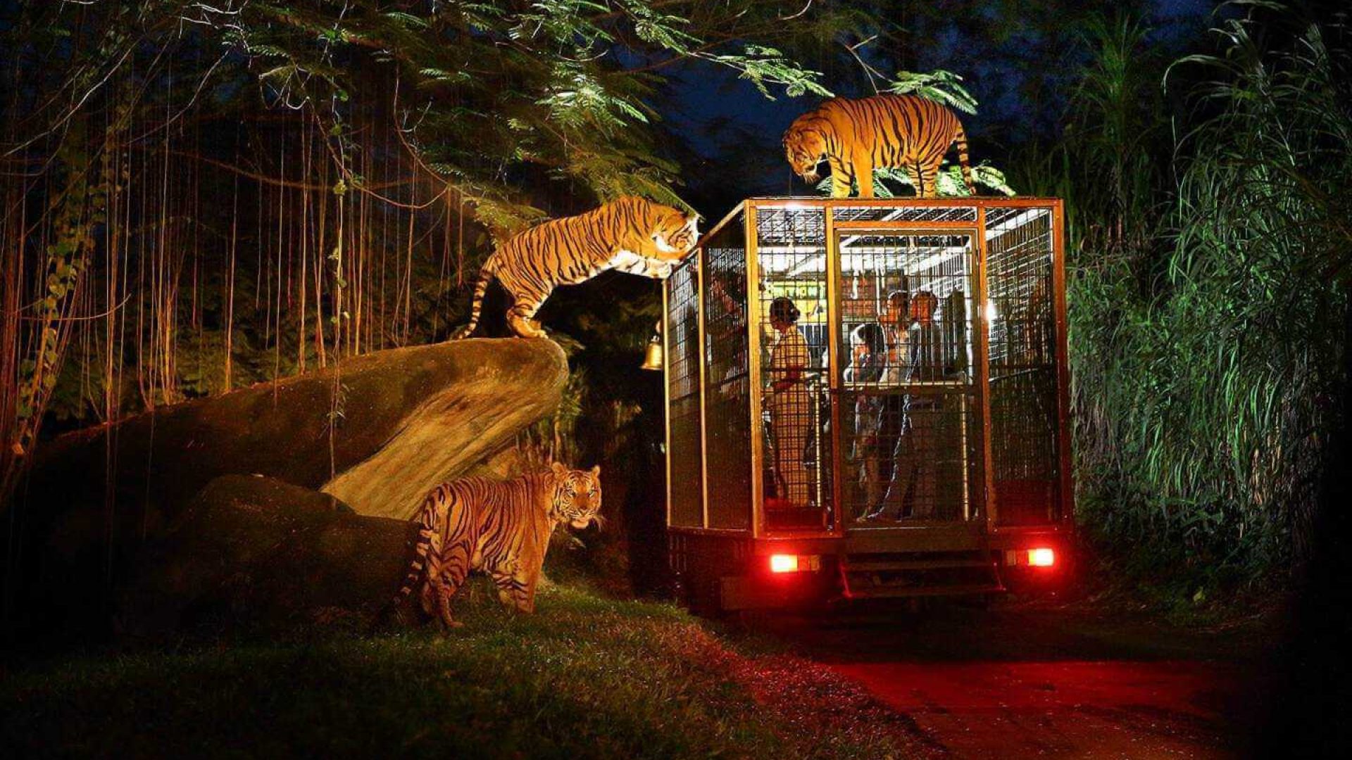 Night-Safari-2