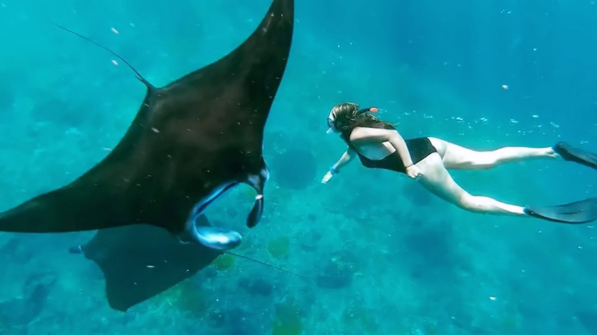 Snorkeling With Manta 1