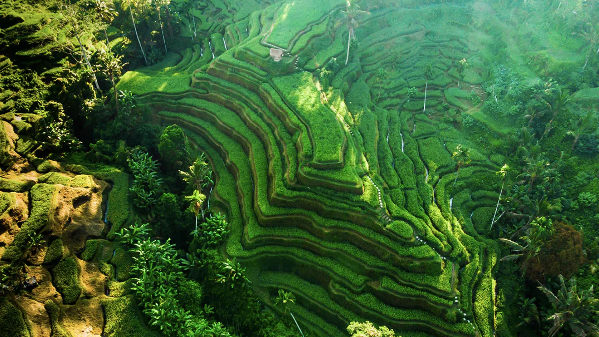 tegalalang rice terrace